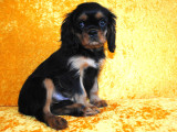 Chiot Cavalier King Charles noir et feu LOF à vendre