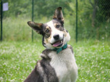 Spike, croisé berger à adopter
