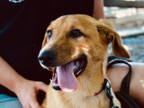 Astérix, chiot croisé Berger à adopter