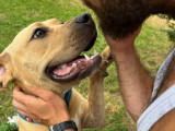 Koko, jeune Labrador à adopter