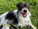 Volt, jeune Chihuahua croisé Jack Russel à adopter
