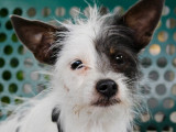 Vénus, femelle Chihuahua croisée Jack Russel à adopter