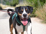 Roque, magnifique chien de 4 ans à adopter