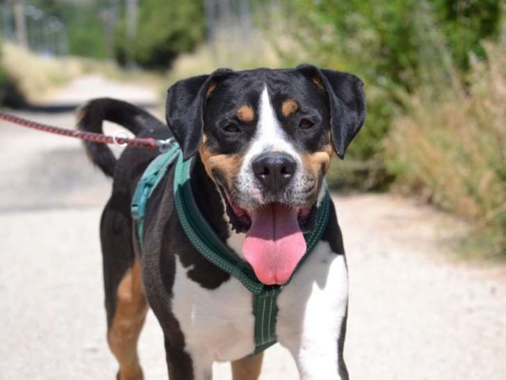 Roque, magnifique chien de 4 ans à adopter