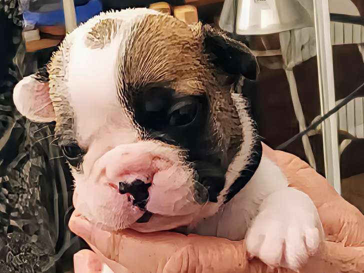 4 adorables chiots Bouledogue Français Lof à vendre