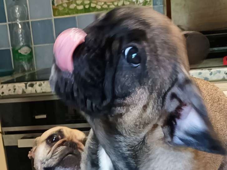 Aulaff (nom LOF) mâle