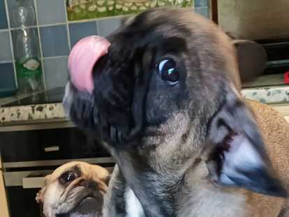 Aulaff (nom LOF) mâle