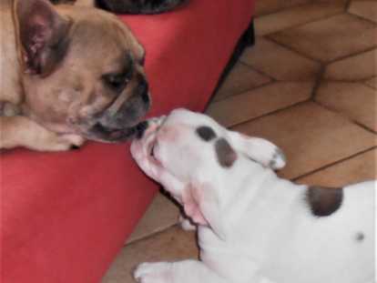 1 adorables chiot LOF Bouledogue français disponible a l'adoption