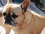 Pernelle LOF Bouledogue français disponible a l'adoption