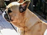 Pernelle LOF Bouledogue français disponible a l'adoption