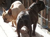 Pernelle LOF Bouledogue français disponible a l'adoption