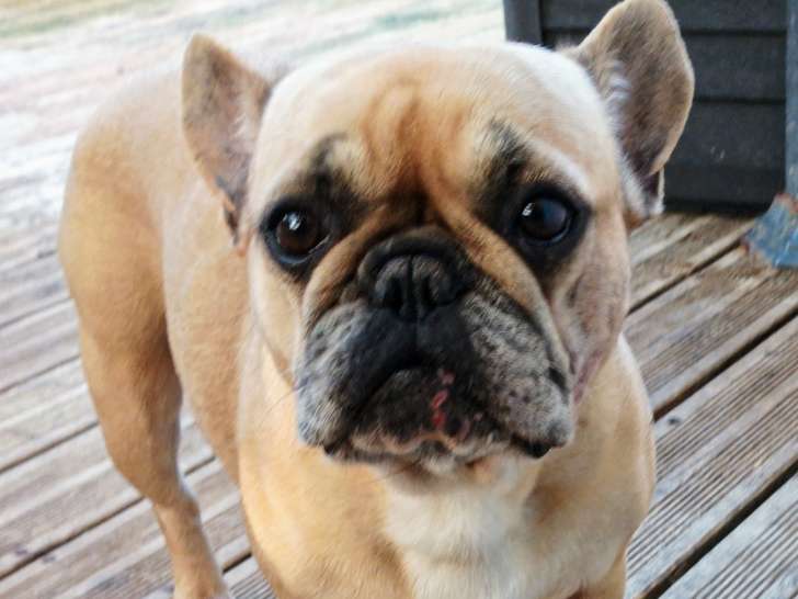 Pernelle LOF Bouledogue français disponible a l'adoption