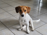Mâle Jack Russell disponible pour saillie