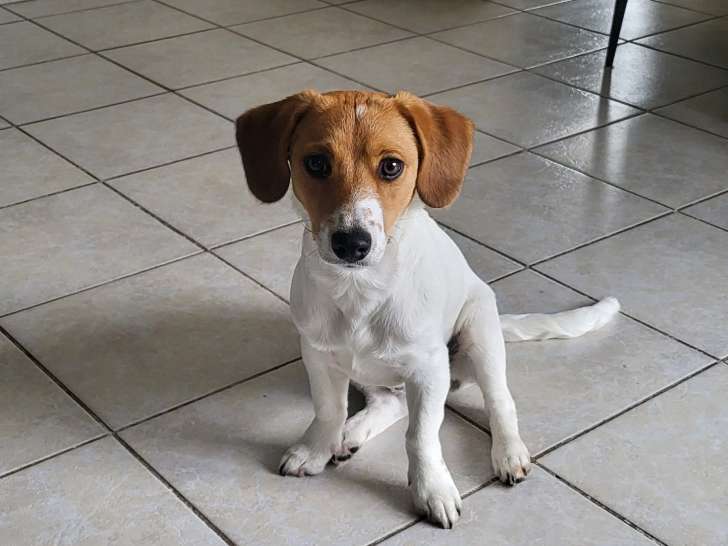 Viago