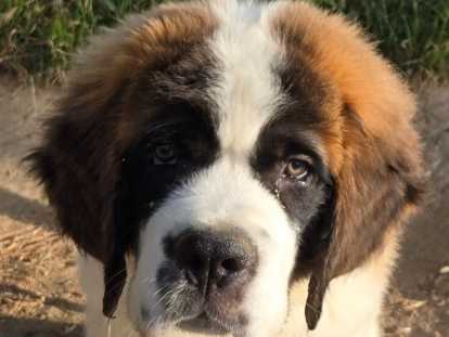 Chiots Saint-Bernard à poil long LOF à vendre