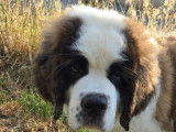 Chiots Saint-Bernard à poil long LOF à vendre