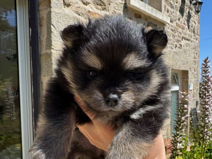 Chiots Spitz Nain typé Poméranien LOF à vendre