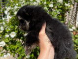 Chiots Spitz Nain typé Poméranien LOF à vendre