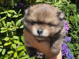 Chiots Spitz Nain typé Poméranien LOF à vendre