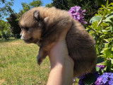 Chiots Spitz Nain typé Poméranien LOF à vendre