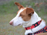 Lenin, Podenco de 3 ans à adopter