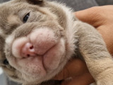 Chiots Bouledogue Anglais exotiques à vendre