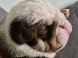 Chiots Bouledogue Anglais exotiques à vendre