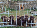 Chiots Labrador chocolat à vendre