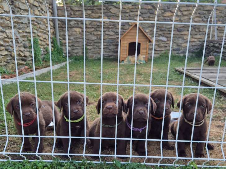 Chiots Labrador chocolat à vendre