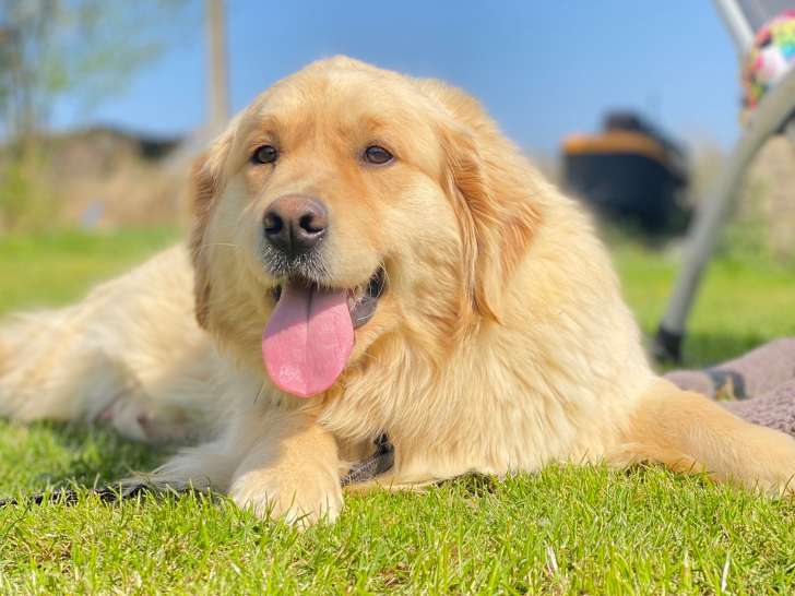 Femelle adulte Golden Retriever à placer pour sa retraite