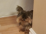 Chienne Yorkshire Terrier à donner