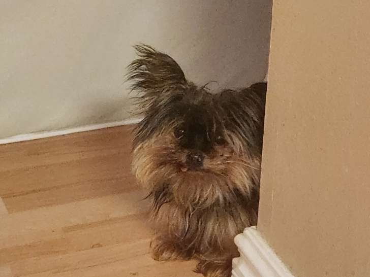 Chienne Yorkshire Terrier à donner