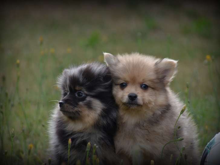 Chiots Keeshond à vendre