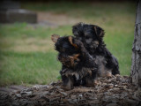 Chiots Yorkshire Terrier nains à vendre