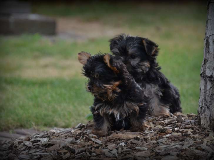 Chiots Yorkshire Terrier nains à vendre