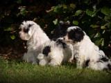 Chiots Maltipoo à vendre