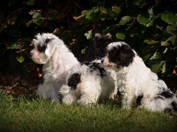 Chiots Maltipoo à vendre