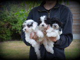 Chiots Maltipoo à vendre