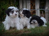 Chiots Maltipoo à vendre