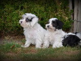 Chiots Maltipoo à vendre