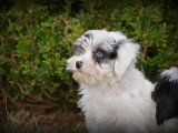 Chiots Maltipoo à vendre