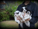 Chiots Maltipoo à vendre