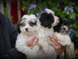 Chiots Maltipoo à vendre