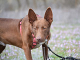 Magnifique Podenco chocolat à adopter !
