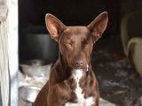 CHOCO, magnifique Podenco chocolat à adopter !