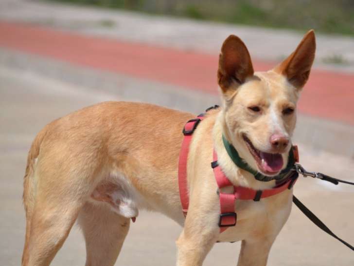 Krispy, podenco à l'adoption ! 🐾