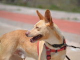 Krispy, podenco à l'adoption ! đŸ