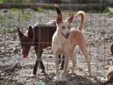 Krispy, podenco à l'adoption ! đŸ