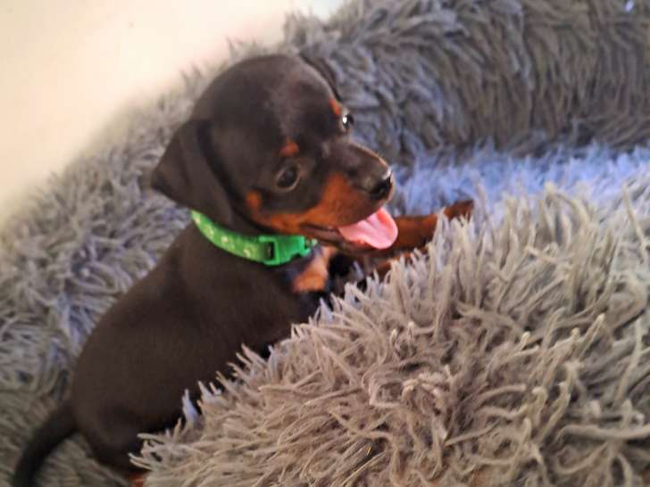Dernier petit chiot( mâle) de disponible pour début septembre