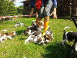 Chiots Beagle élevés en famille à vendre